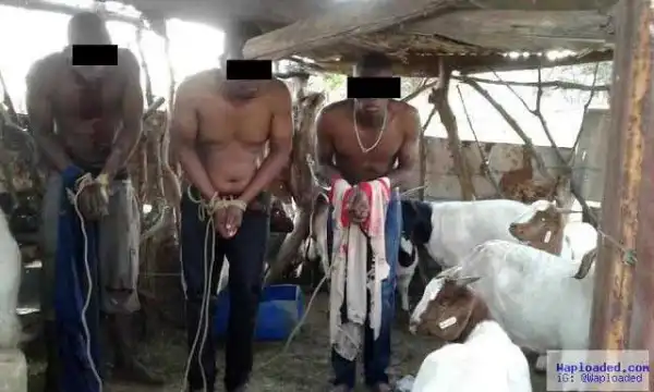 Devil led us to steal goats in Bayelsa – Suspects